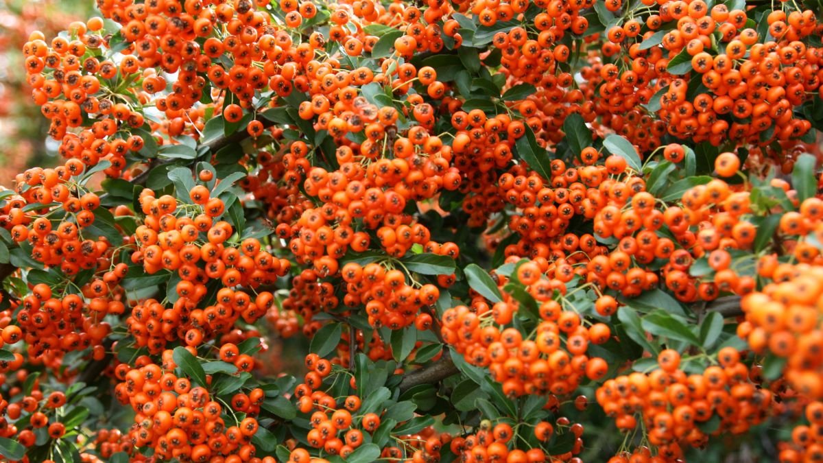 Nahaufnahme von leuchtend orangefarbenen Sanddornbeeren an einem Strauch.