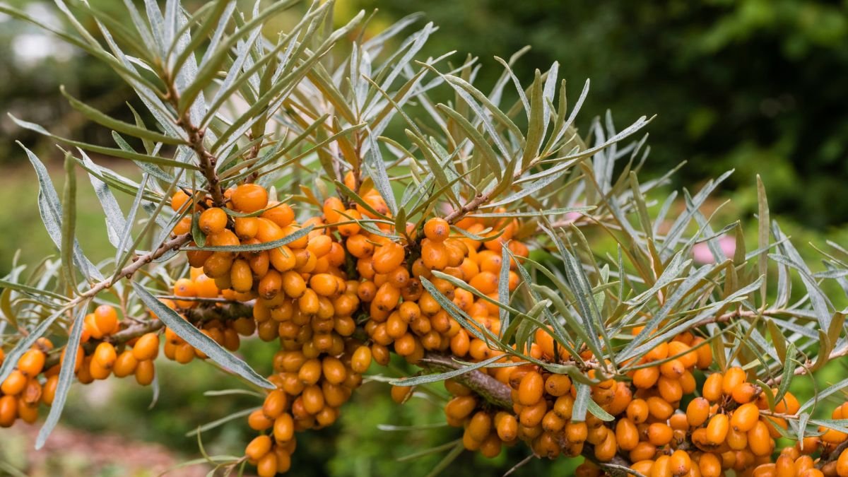 Nahaufnahme von Sanddornzweigen mit leuchtend orangefarbenen Beeren.