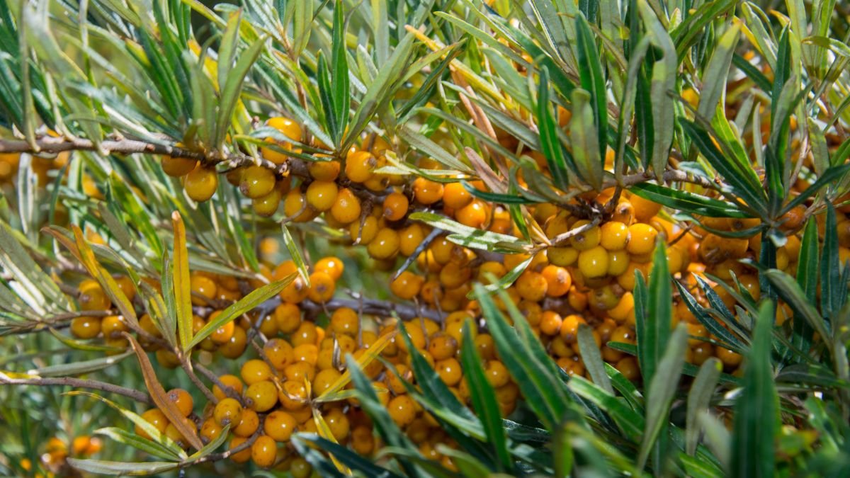 Nahaufnahme von Sanddornbeeren an einem grünen Strauch.