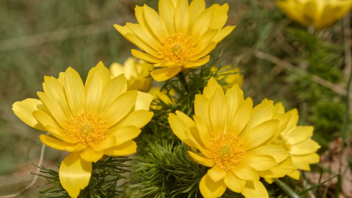 Leuchtend gelbe Adonisröschen blühen in einem Garten, umgeben von grünem Gras.