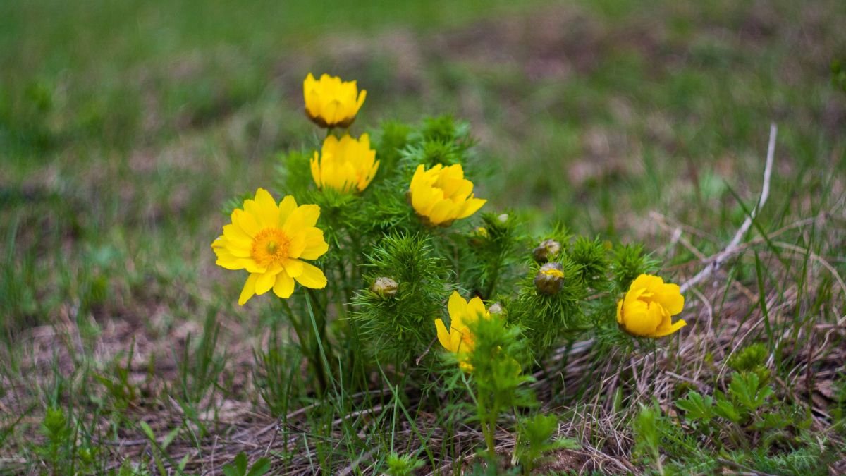 Eine Gruppe leuchtend gelber Adonisröschen blüht im grünen Gras.