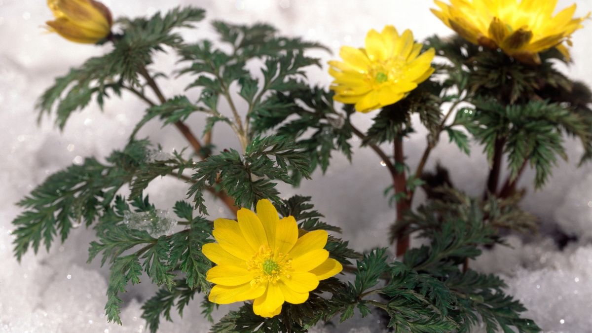 Leuchtend gelbe Adonisröschen blühen im Schnee, umgeben von grünen Blättern.