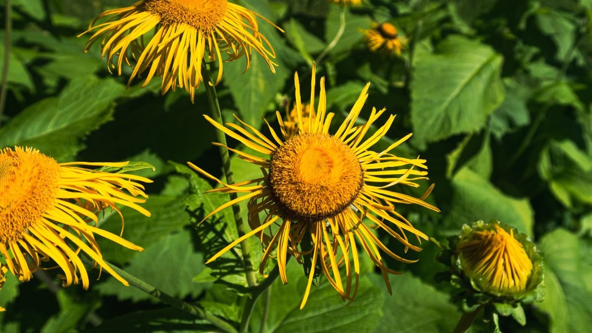 Leuchtend gelbe Blüten des Alants in einem üppigen Garten.