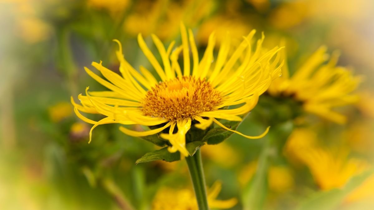 Nahaufnahme einer leuchtend gelben Alantblüte mit grünen Blättern.