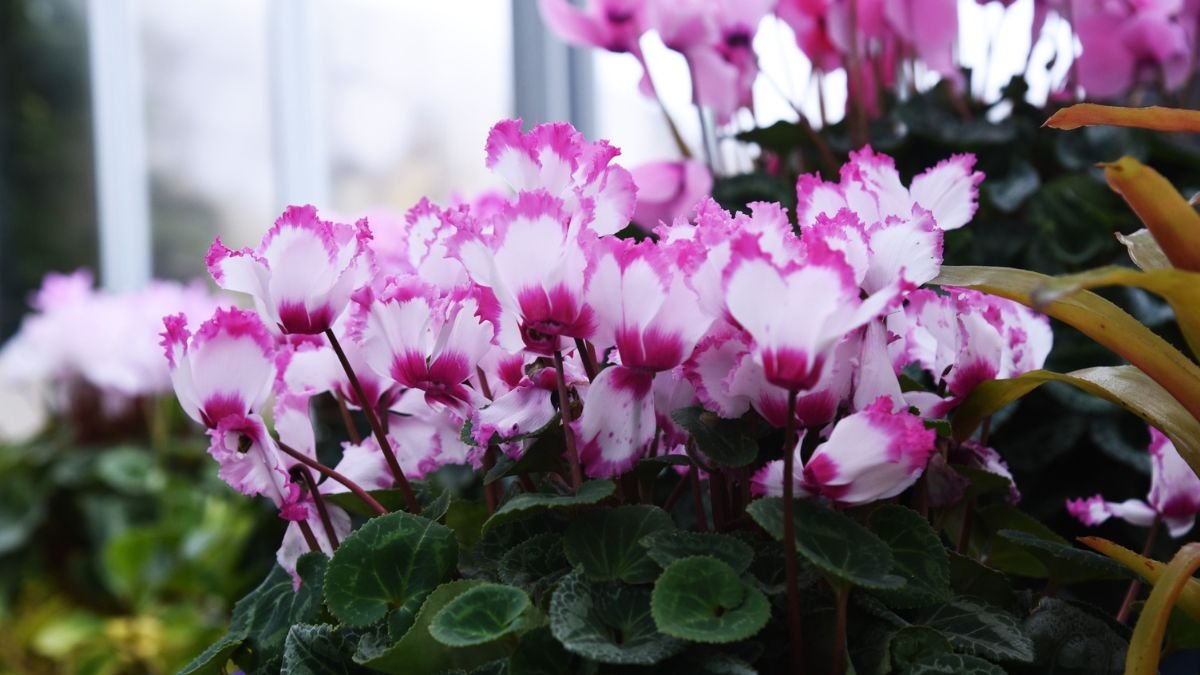 Bunte Alpenveilchen mit pink-weißen Blüten in einem Garten.