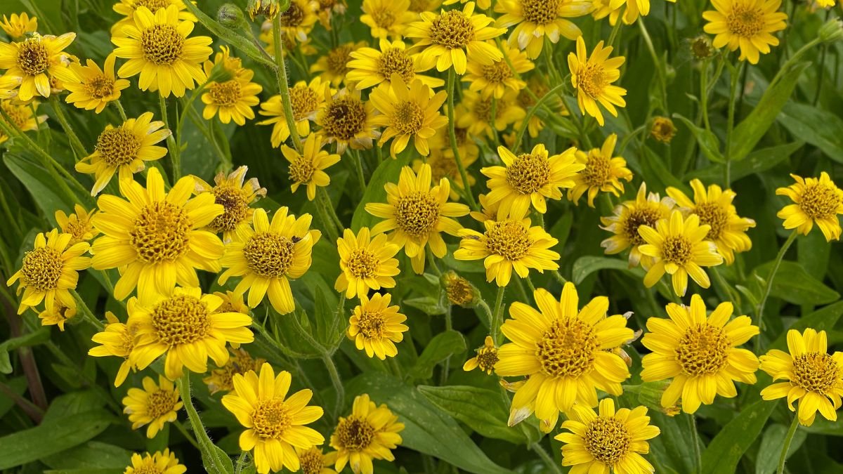 Eine blühende Arnika-Pflanze mit leuchtend gelben Blüten im Garten.