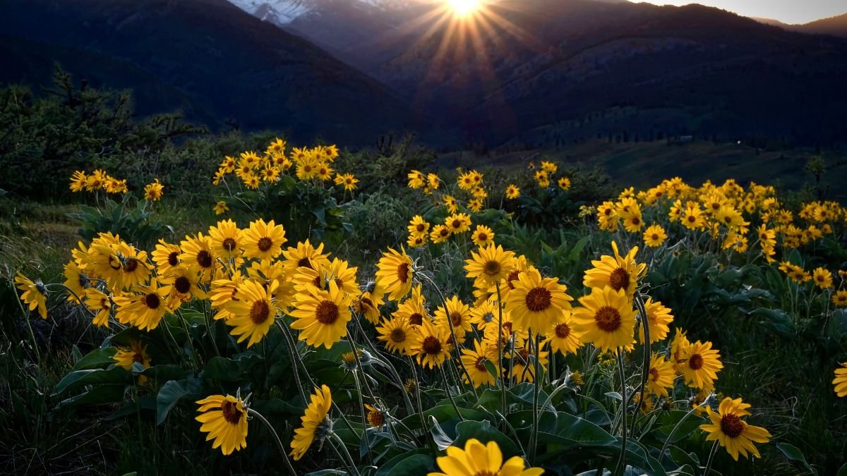 Ein Feld mit leuchtend gelben Arnika-Blüten vor einer Berglandschaft.