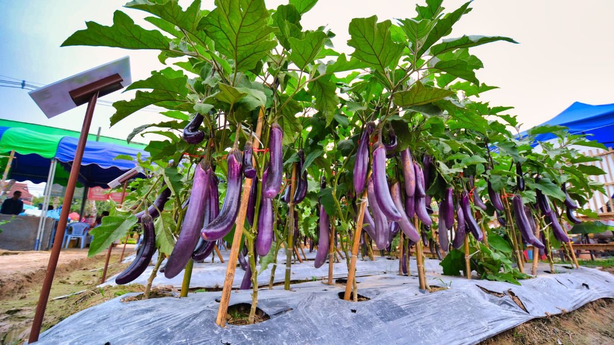 Reihe von Auberginenpflanzen mit reifen, lila Früchten in einem Garten.