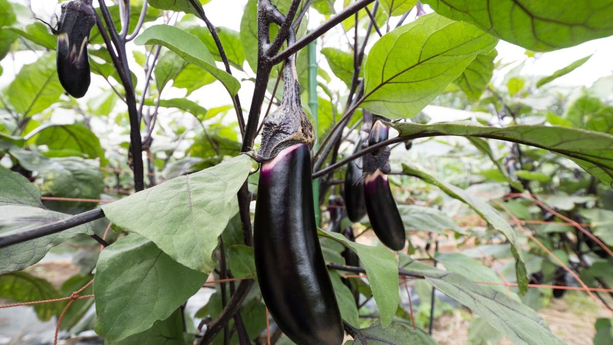 Reife Auberginen hängen an einem gesunden, grünen Strauch im Garten.