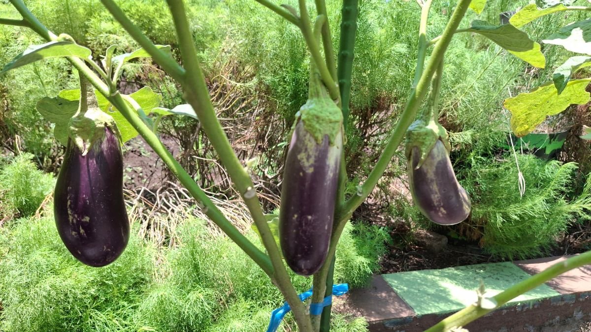 Drei reife Auberginen wachsen an einem grünen Strauch im Garten.