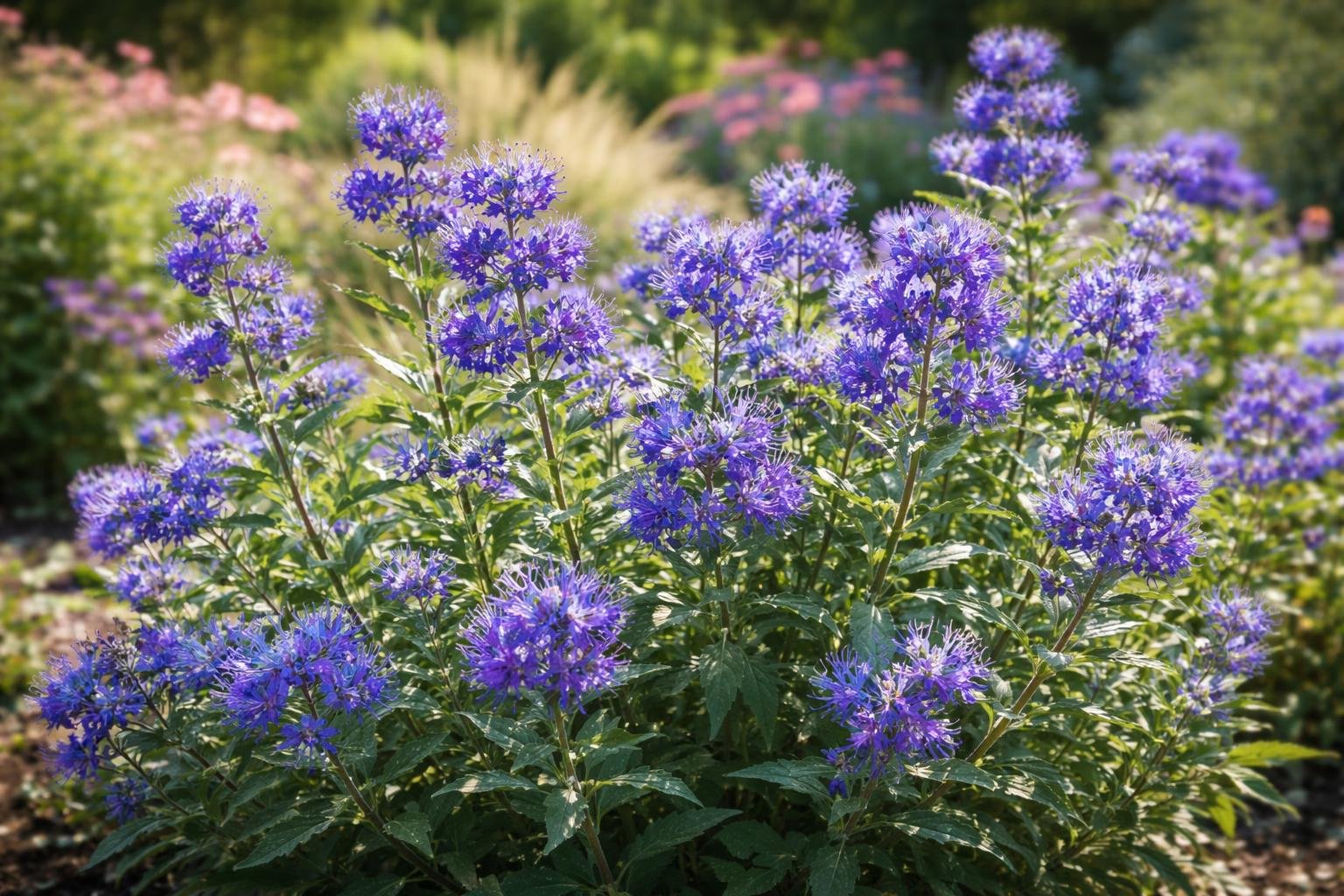 Eine blühende Bartblume mit leuchtend blauen Blüten in einem sonnigen Garten.