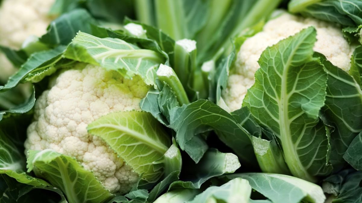 Frischer Blumenkohl umgeben von grünen Blättern im Garten.