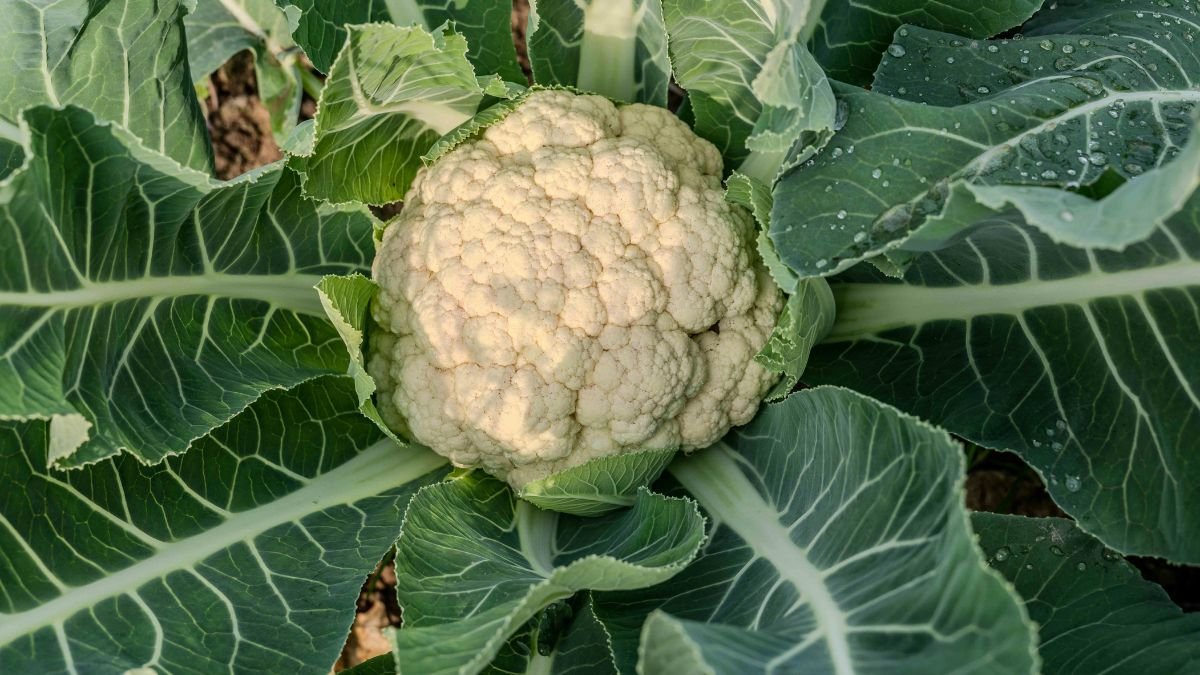 Frischer Blumenkohl mit grünen Blättern in einem Gemüsegarten.