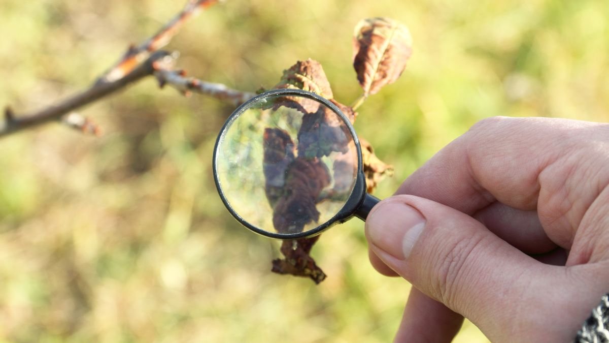 Eine Hand hält eine Lupe über ein krankes Blatt an einem Baumzweig.