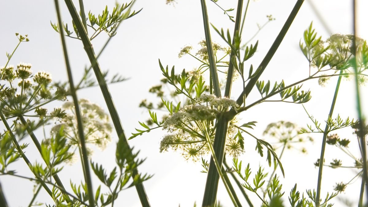 Anis-Pflanze mit zarten weißen Blüten und grünen Blättern im Garten.