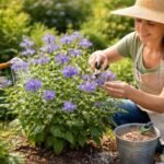 gpt bartblume pflegen schneiden duengen giessen 1769503669 Die Bartblume ist robust, braucht aber gezielte Pflege: Wann ist der beste Zeitpunkt zum Rückschnitt, welcher Dünger stärkt die Blütenpracht und wie viel Wasser verträgt sie wirklich? Tipps für üppiges Wachstum und lange Blüte.