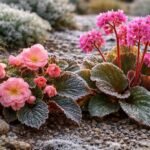 gpt winterharte begonien zwei kaeltetolerante arten sorten 1769511244 Winterharte Begonien bringen auch in frostigen Wintern Farbe in den Garten. Wir stellen zwei besonders kältetolerante Arten und bewährte Sorten vor – inklusive Pflanztipps für dauerhaft robuste Blüten.