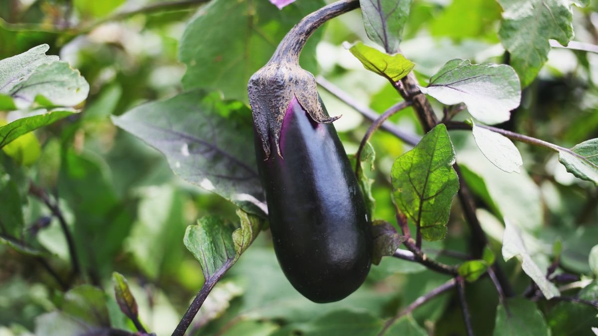 Eine reife Thai-Aubergine hängt zwischen grünen Blättern im Garten.