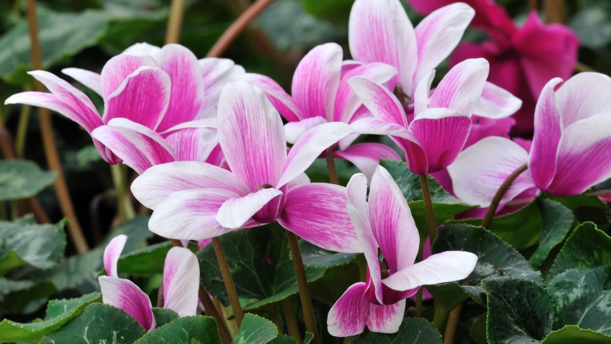 Bunte Alpenveilchen mit rosa und weißen Blüten in einem Garten.