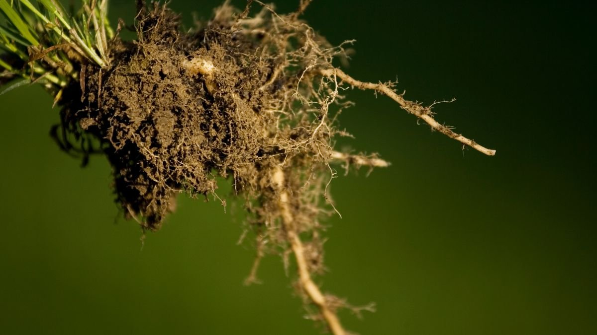 Ein Wurzelballen mit Erde, der Anzeichen von Wurzelfäule zeigt.