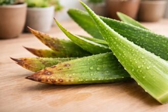 Aloe Vera mit braunen Flecken wird verständlich erklärt, Ursachen und Gegenmaßnahmen dargestellt.
