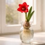 - Amaryllis im Glas: elegante Zwiebel, Blüte, Glasgefäß als Deko-Highlight für Fensterbank