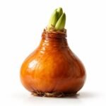 Nahaufnahme einer Amaryllis in Wachs, elegant, ohne Blumentopf oder Erde sichtbar