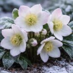 Nahaufnahme der Christrose, Schneerose, Helleborus niger mit zarten Blüten im Wintergarten