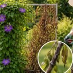 Clematis mit welken Blättern und braunen Stängeln im zeitigen Garten