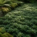 - Schattenverträgliche Bodendecker Dickmännchen, Schattengrün, Ysander im Schatten perfekt abbilden, pflegeintensiv.