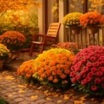 Őszi krizantémák virágzását bemutató rendezett kert és erkélyes színes kompozíciók