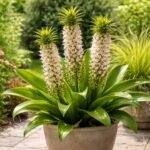 • Schopflilie Eucomis mit exotischer Blütenkerze und Blattschopf im Garten auf Balkon