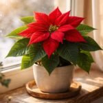 Nahaufnahme einer roten Weihnachtsstern-Blüte und grünen Blättern im warmen Wohnzimmerlicht