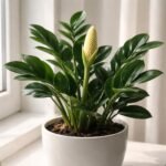 Nahaufnahme einer Zamioculcas-Zimmerpflanze mit Blüte und glänzenden Blättern im Wohnzimmer