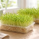 Sprossen aus Alfalfa auf der Fensterbank, frisch, grün, gesund, vielseitig