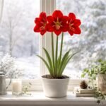 - Winterfreundliche Amaryllis pflegen: Ruhephasen planen, Blüten im Frühjahr sichern und Pflegetipps