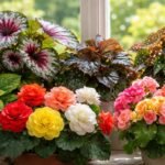 - Begonien Vielfalt: Blätter, Blüten, Formenvielfalt, Balkon, Beet, Fensterbank im Fokus.