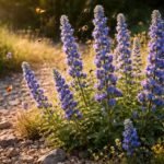 Natternkopf Echium vulgare blüht: blaue Kerzen ziehen Schmetterlinge und Wildbienen an.