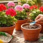 - Frische Geranien auf Balkon, Düngen-Tipps, passende Düngerwahl für üppige Blüten