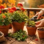 - Geranien optimal überwintern durch richtigen Herbstschnitt, sanfte Pflege und Lagerung.