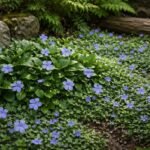 - Großes und Kleines Immergrün schmückt Schattenbeete das ganze Jahr mit glänzendem Laub.