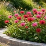 - Farbenfrohe Monarda im Sommergarten, Duft, bienenfreundlich, Staudenbeet, Naturgarten, und Schmetterlingsinsel.