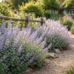 - Katzenminze im Beet, robuste Staude, bienenfreundlich, farbenfrohe Blüten im Sommer.