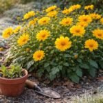 - Mädchenauge Coreopsis, Winterhärte prüfen, Vermehrung beschreiben, farbenfrohe Blüten im Garten zeigen