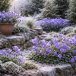 Winterliche Glockenblumen in einem Beet, leuchtende Farben trotz Frost und verschneiter Umgebung.