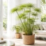 Zyperngras Palka im Porträt, schirmartige Halme, tropisch wirkendes Wohnzimmerambiente, elegant.