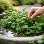 - Brunnenkresse im Frühbeet, frisch geerntet, aromatisch, grün, vital und frisch duftend