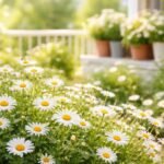 - Margeriten am sonnigen Standort, saubere Aussaat, regelmäßige Pflege, fröhlich blühend.