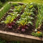 Rote Bete liebt Begleiter Zwiebeln und Knoblauch im Hochbeet für gesunde Erträge.