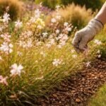 - Prachtkerze im Beet: sonniger Standort, gut drainierter Boden; sanfter Schnitt, reich blühend.